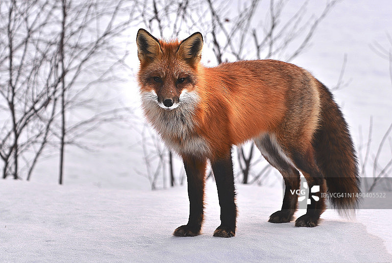 雪地上的红狐肖像图片素材