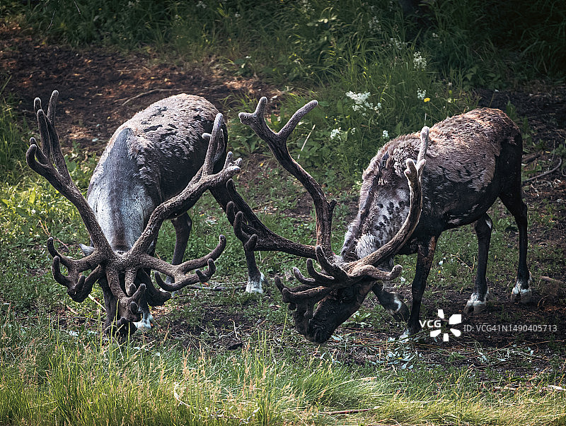 美国阿拉斯加州费尔班克斯，两只鹿在田野上争斗图片素材