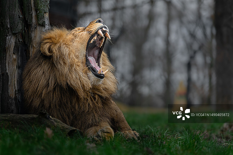 狮子在草地上打哈欠的特写镜头图片素材