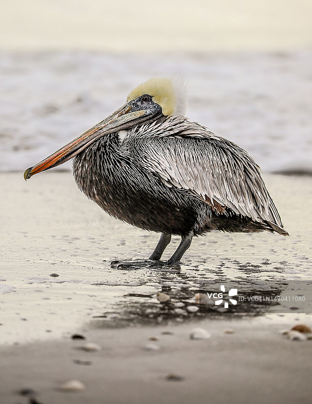 佛罗里达海滩上的棕色鹈鹕图片素材
