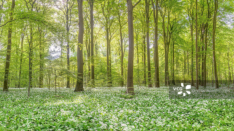山毛榉树森林图片素材