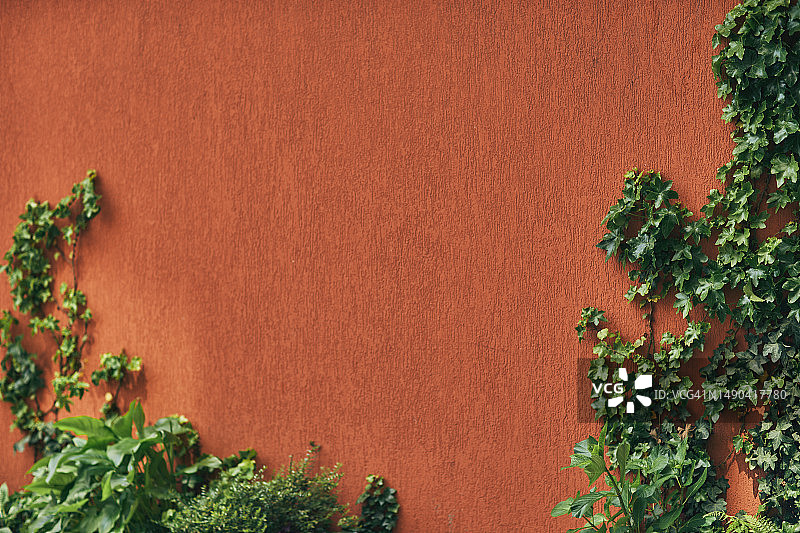 绿植旁的橙色墙面图片素材