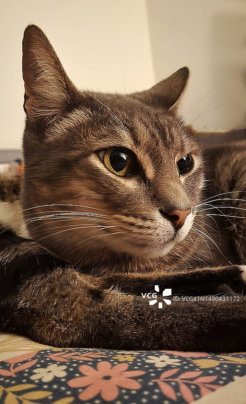 灰色的猫图片素材