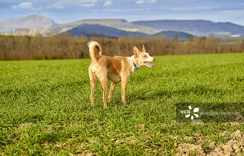 快乐的小狗在后院草坪上嗅草的背影图片素材
