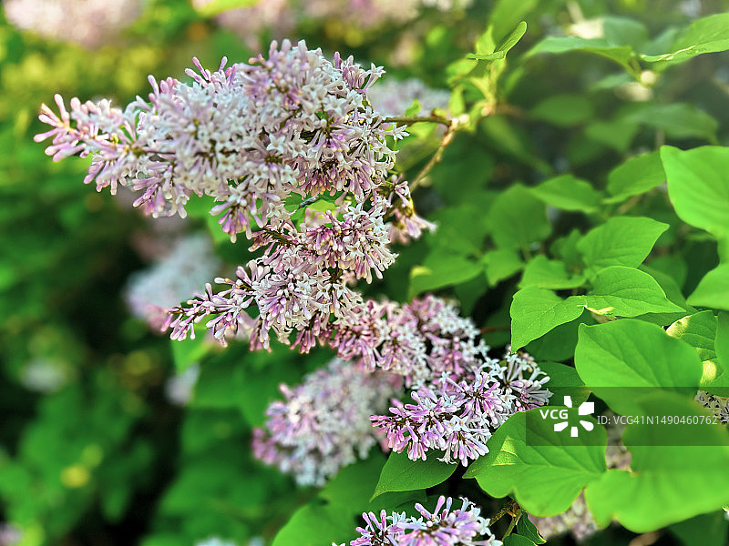 盛开的丁香树图片素材