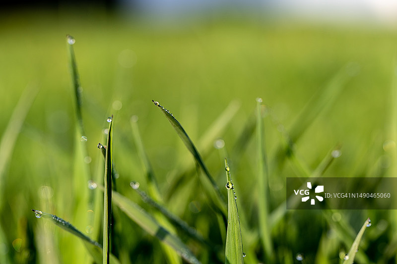 雨后带有水滴的绿色草地图片素材