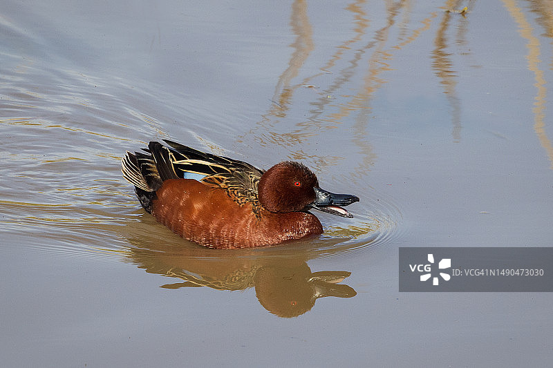 蓝翅鸭图片素材