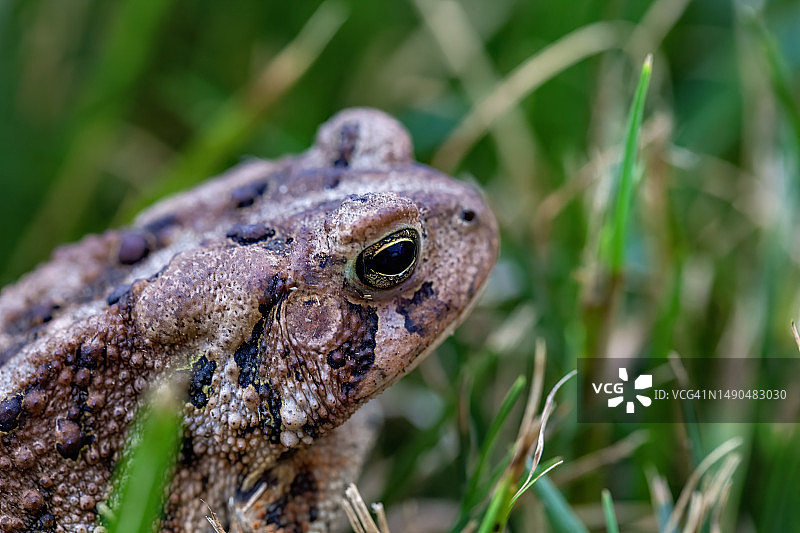 美洲蟾蜍图片素材