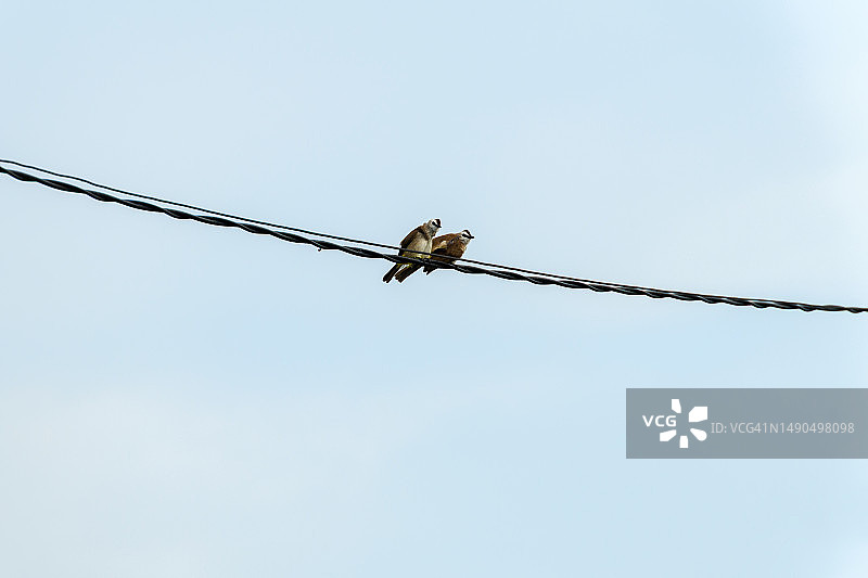 蓝天下栖息在电线上的斑鸠图片素材