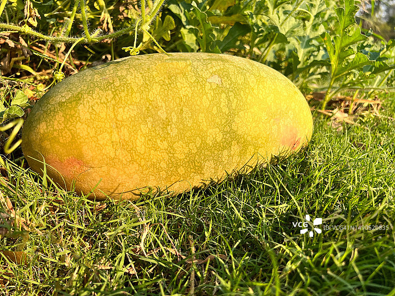 绿色草地上的西瓜图片素材