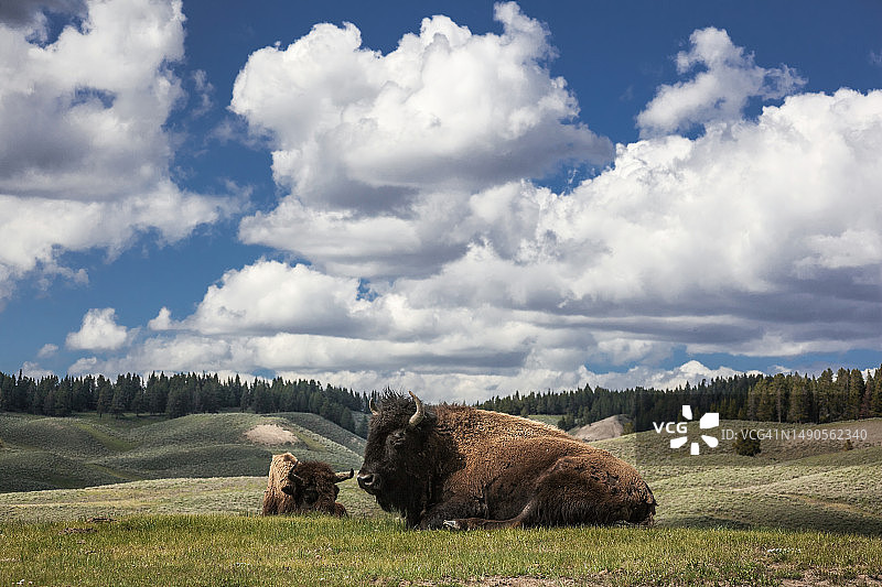 黄石国家公园里的野牛图片素材