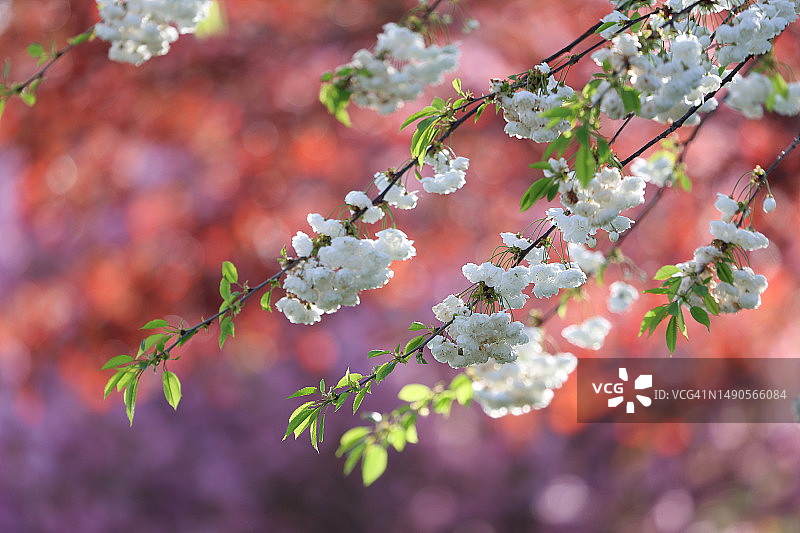 花见：日式樱花在春季盛开，树枝上鲜花盛开，散发着美丽的散景图片素材