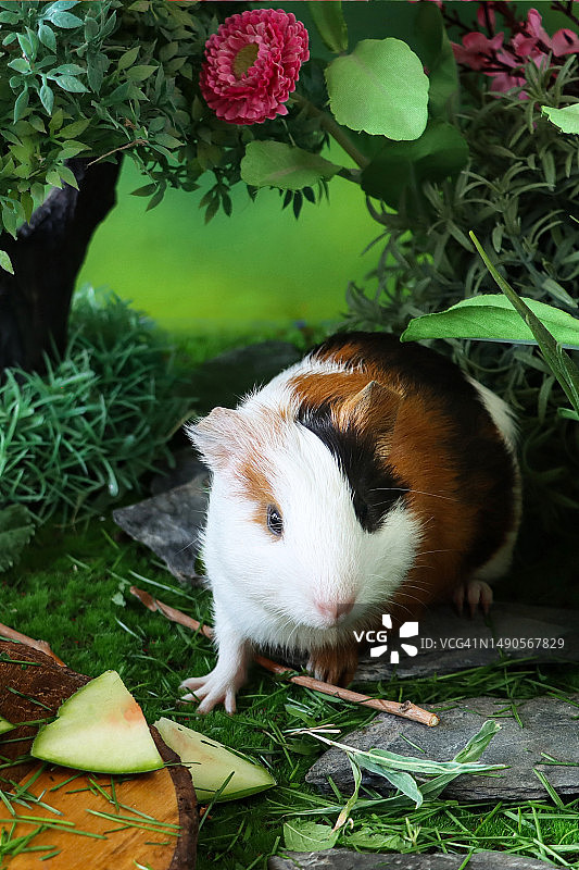 豚鼠幼崽特写：食用草和西瓜，花园场景图片素材
