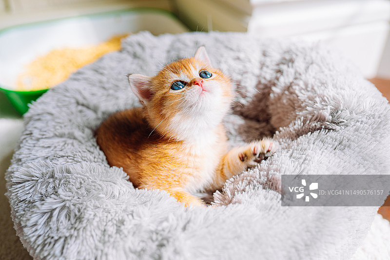 躺在柔软猫窝上的苏格兰直耳金色渐层金吉拉小猫图片素材