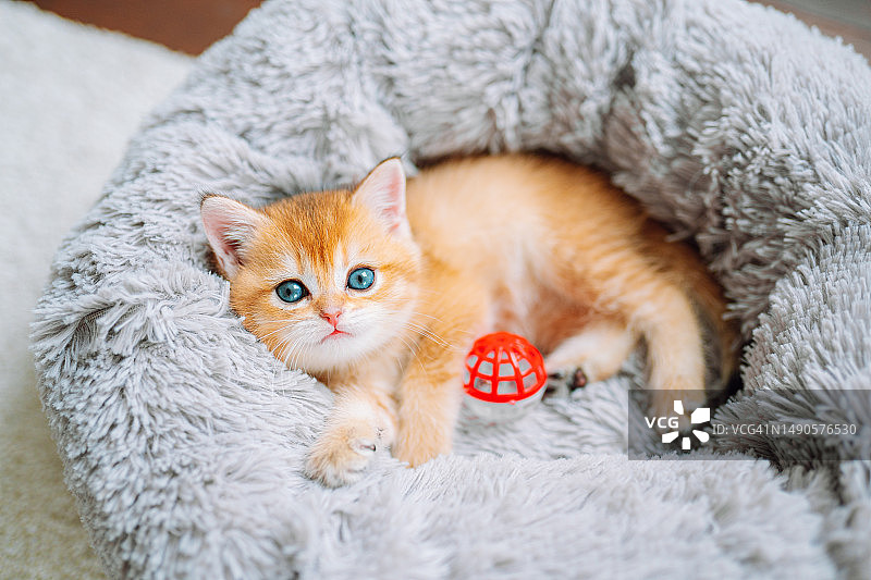 可爱的姜黄色小猫躺在柔软的猫窝里，玩着玩具，看着镜头图片素材