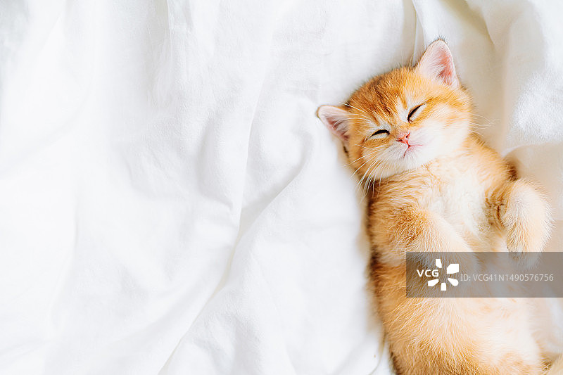 睡在白色床单上的纯种苏格兰金吉拉小猫，有文案空间图片素材