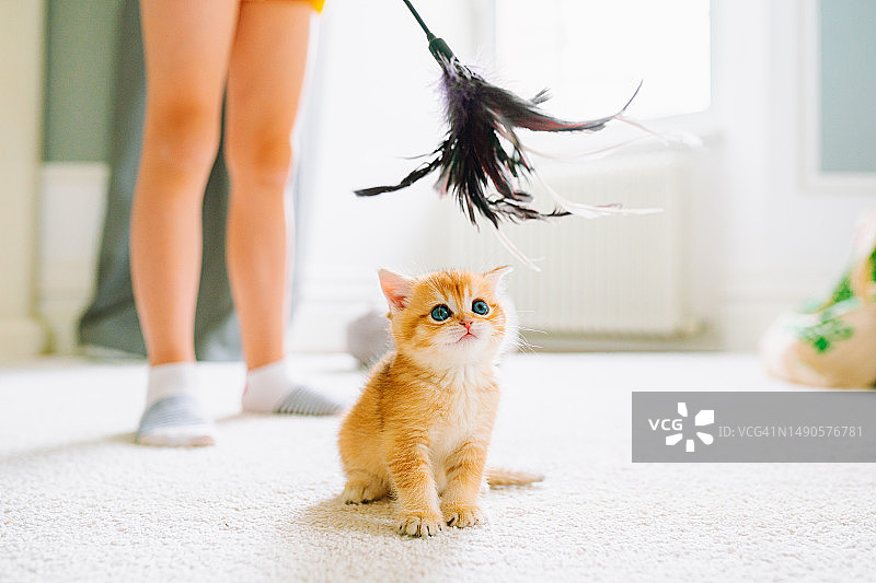 姜色小猫在家与孩子玩羽毛玩具图片素材