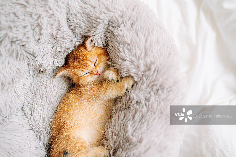 纯种苏格兰金渐层金吉拉小猫图片素材