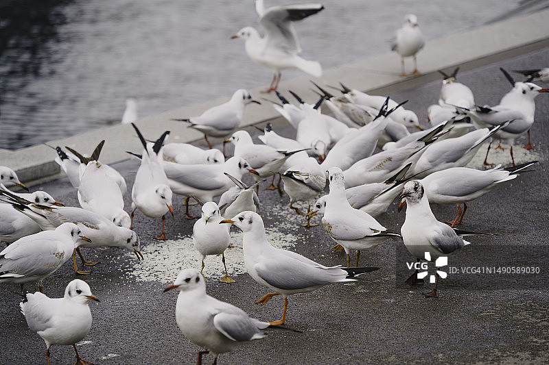瑞士卢塞恩城市中，罗伊斯河边吃米的鸽子群图片素材