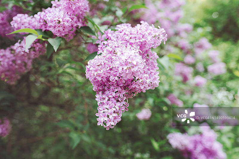粉紫色丁香的开花枝条图片素材