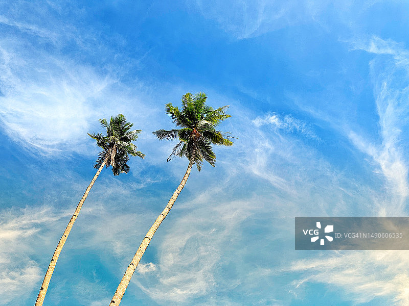 黎明时分菲律宾吕宋岛爱妮岛科隆科隆海滩上的两棵棕榈树图片素材