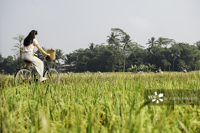 在乡村骑自行车，与农民一起收获稻米图片素材