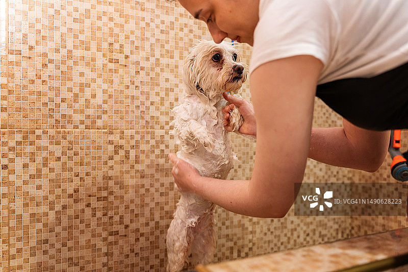 宠物美容中心里正在洗澡的可爱马尔济斯犬图片素材