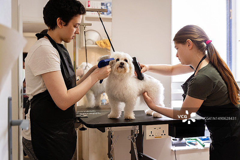 两位年轻女子在宠物美容店为马尔济斯犬剪毛图片素材