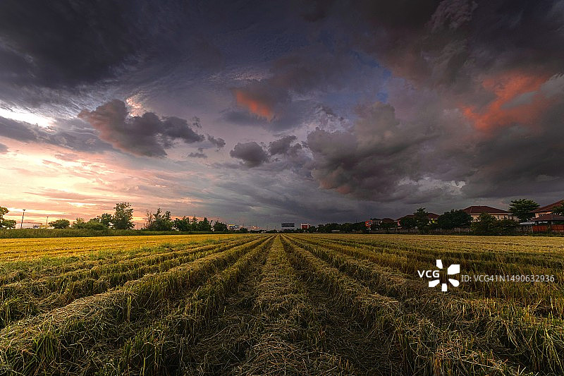 日落时稻田上空的暴风云图片素材