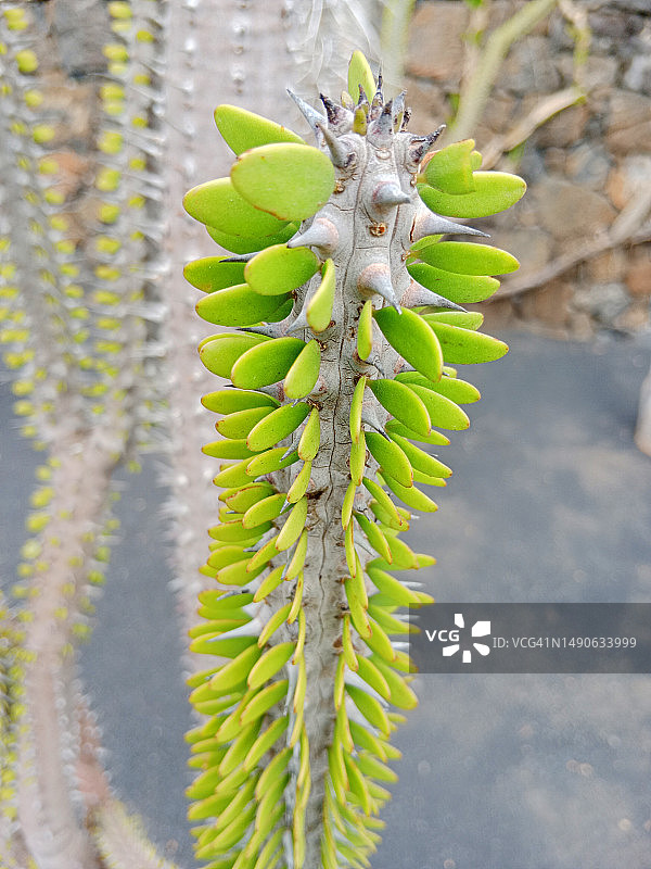 亚龙木仙人掌图片素材