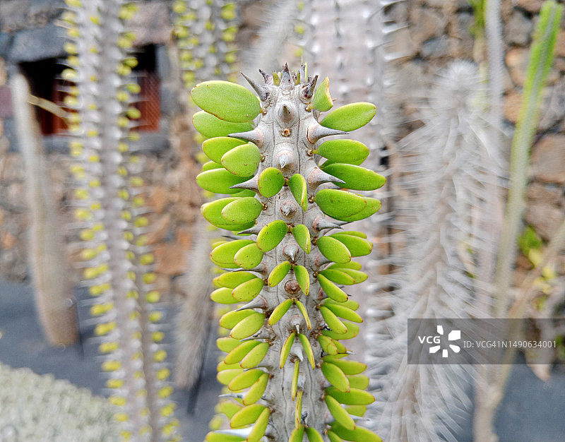 亚龙木仙人掌图片素材