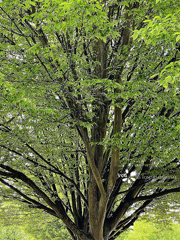 欧洲鹅耳枥树木新叶特写图片素材