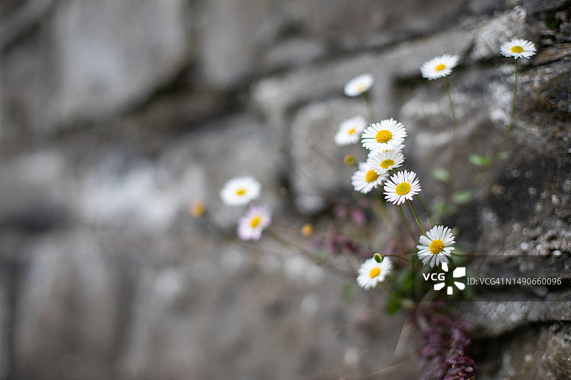 格拉斯内文公墓的雏菊艺术图像图片素材