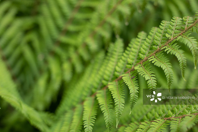 爱尔兰国家植物园图片素材