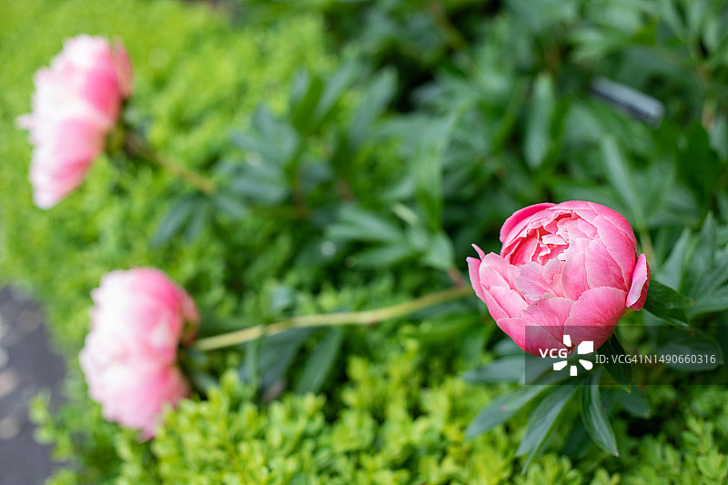 爱尔兰国家植物园图片素材