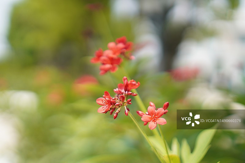 红花，大戟科图片素材