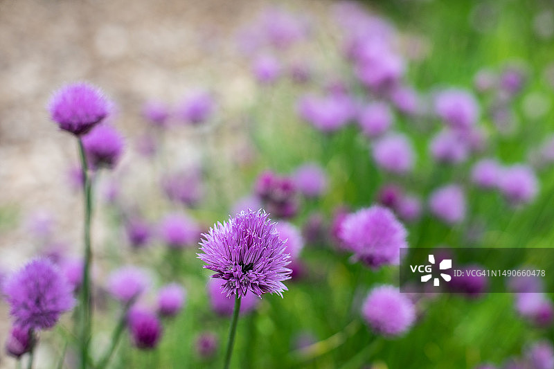 爱尔兰国家植物园图片素材