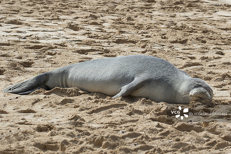 夏威夷僧海豹在海滩上睡觉图片素材