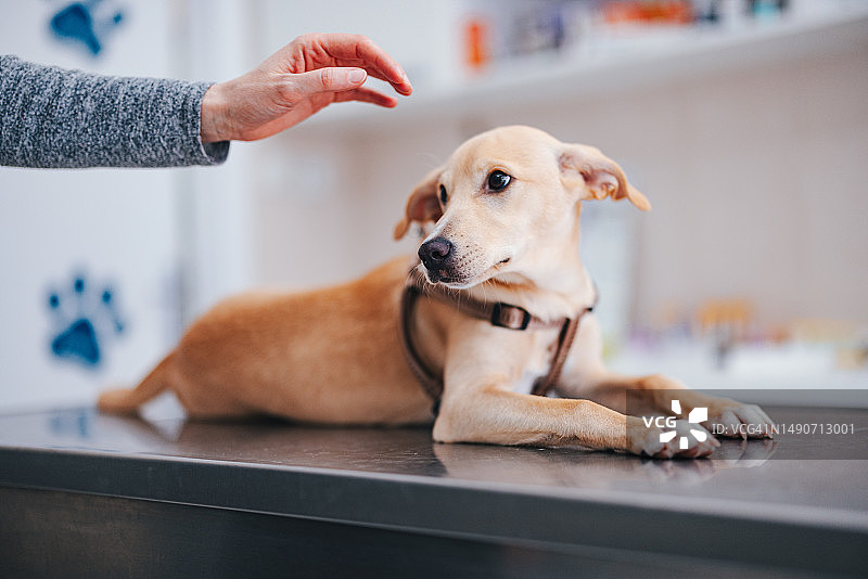 特写：女人在动物医院抚摸她的狗图片素材