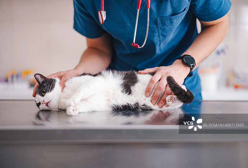 一位兽医在动物医院检查猫图片素材