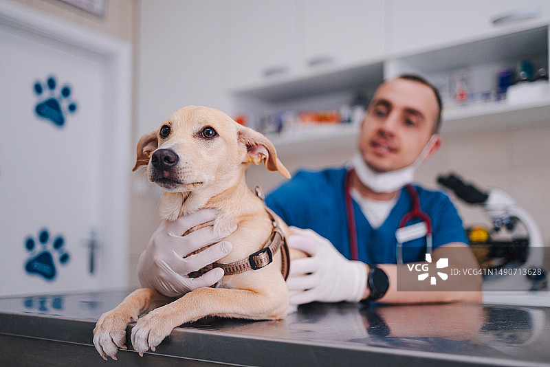 兽医检查台上可爱的小狗肖像图片素材