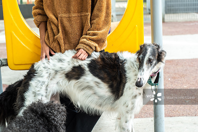 俄罗斯猎狼犬和主人在城市中散步图片素材