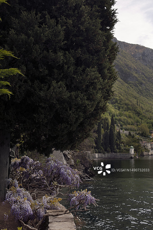 莫纳斯泰罗别墅的柏树，别墅在湖岸拥有巨大的植物园图片素材