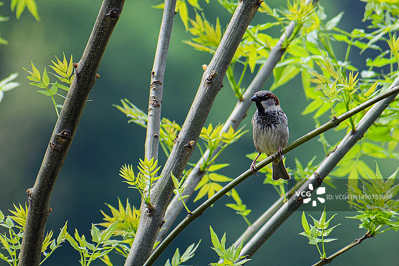歌雀栖息在树枝上的特写，土耳其图片素材