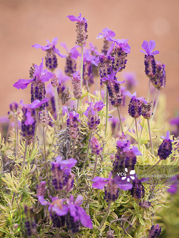 紫色薰衣草花田特写，意大利拉齐奥图片素材