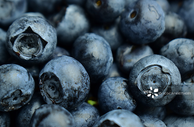 斯洛文尼亚马里博尔的蓝莓全画幅照片图片素材