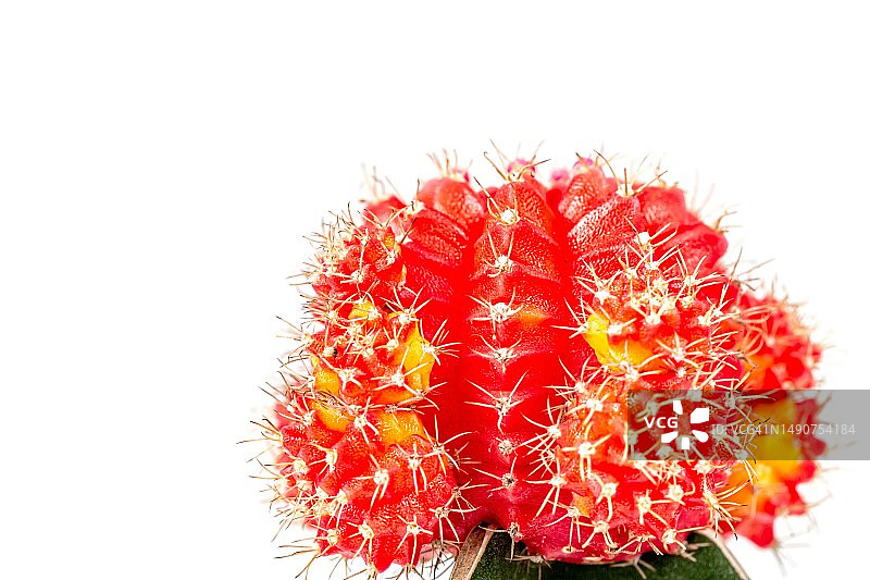 白色背景上的绯花玉仙人掌，罗马尼亚图片素材