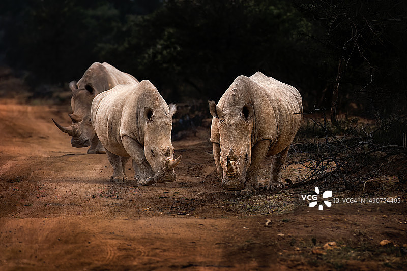 南非田野上行走的白犀牛侧视图图片素材