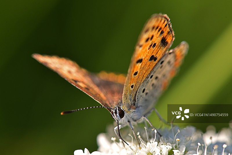 蝴蝶在花上采蜜特写，法国图片素材