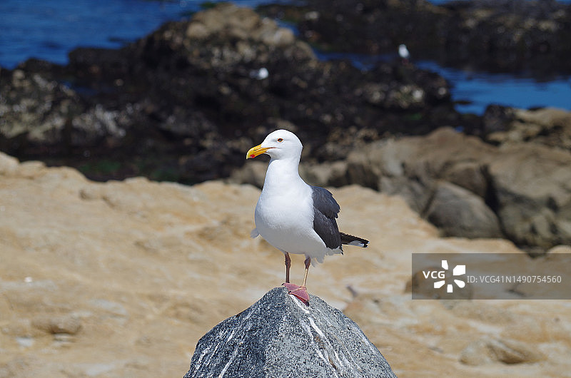 栖息在岩石上的海鸥特写图片素材